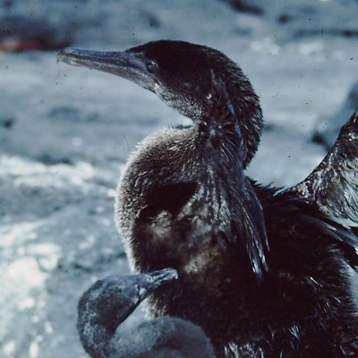 The unique flightless cormorant (Phalacrocorax harrisi)